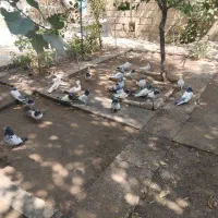 کبوتر قطع|پرنده|شاهین دژ, |دیوار