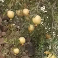 انار. میخ رم