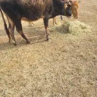 گاو تلیسه و گوساله|حیوانات مزرعه|ماکو, |دیوار