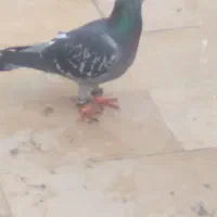 کفتر ساتن و پولکی آلمانی معرکه جفت نر پرشی