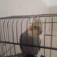 جفت مرغ عشق و عروس هلندی|پرنده|مهریز, |دیوار