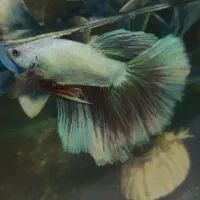 فایتر وارداتی