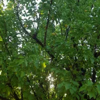 فروش باغ هزارمتری درروستای چغادون