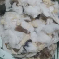 پشم گوسفندی