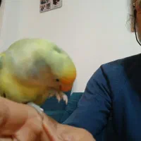 طوطی نگو بلا بگو با قفسم میدم|پرنده|ساری, |دیوار