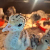 جوجه بوقلمون بوربون و برنز یک هفته ای