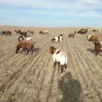 بزغاله نر گوشتی