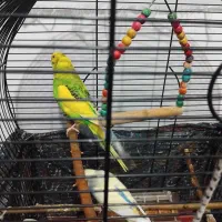 مرغ عشق فروشی|پرنده|سنگر, |دیوار