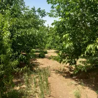 باغ گردو|فروش زمین و ملک کلنگی|شازند, |دیوار