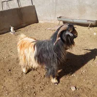 چپش نر|حیوانات مزرعه|شهرکرد, |دیوار