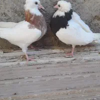 جوجه طوقی|پرنده|ساوه, |دیوار