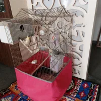 دو عدد عروس هلندی با قفس و جا دونی و جا آبی|پرنده|تبریز, |دیوار