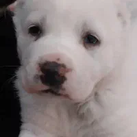 سگ آلابای سگ ماستیف روسی|سگ|کرج, کوی زنبق|دیوار