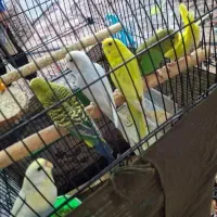 مرغ عشق مولد و دستی