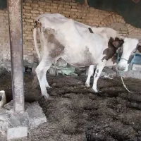 گاو خارجی با گوساله