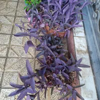 گل طبیعی گندمی وبرگ بیدی
