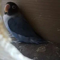 طوطی برزیلی