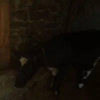 گوساله نر گوشتی جوان|حیوانات مزرعه|چهاردانگه (آذربایجان), |دیوار