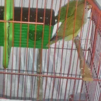 فروش ۳عددطوطی