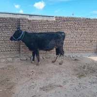 فروش دوعددگاو ابستن به شرط تسط دکتر۷ماه ابستن