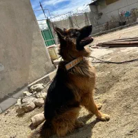 سگ ژرمن وارداتی ۲ ساله