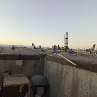 سلام 16حیون پرشی به زمانت حیوان شب روز ندارن|پرنده|تربت‌حیدریه, ده پائین|دیوار