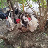 جوجه مرغ و خروس جاپنیز
