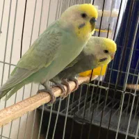 یک جفت مرغ عشق رنگ خاص