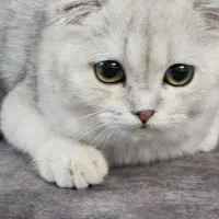 گربه بریتیش