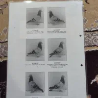 ماده بلژیک شناسامدارمولد|پرنده|رامهرمز, |دیوار