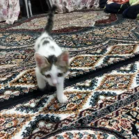گربه|گربه|گلستان (تهران), |دیوار