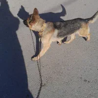 سگ شرمن شپرد|سگ|اسلامآباد غرب, |دیوار