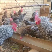 مرغ و خروس امروک پلیموت راک|حیوانات مزرعه|تهران, فدک|دیوار