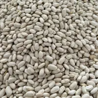 لوبیا قرمز سفید|خوردنی و آشامیدنی|اسفراین, |دیوار