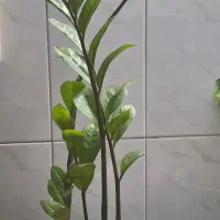 گل زاموفولیا و گل بونسای شفلرا|گل و گیاه طبیعی|مشهد, پروین اعتصامی|دیوار