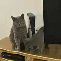 گربه اسکاتیش بلو|گربه|گرگان, |دیوار