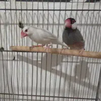 یک جفت فنچ نرگسی و یک فنچ ساده ماده