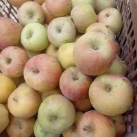 سیب