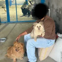 یه جفت سگ پاکوتاه