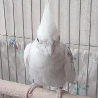 عروس هلندی نر