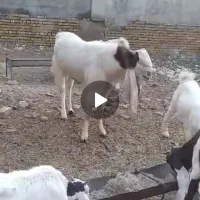 نر بز گلابی اصل جوان دوساله