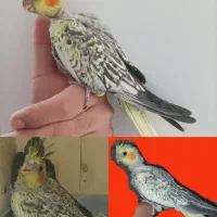 مرغ عشق عروس هلندی