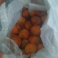 زرده آلو