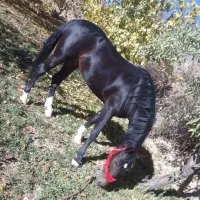 اسب|اسب و تجهیزات اسبسواری|چنگ الماسی, |دیوار