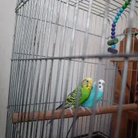 2 عدد مرغ عشق آماده جفت گیری