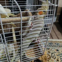 جفت عروس هلندی سینامون آهویی لوتینو ۵ تخم مست