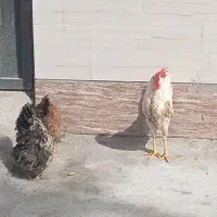 مرغ