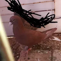 کفتر