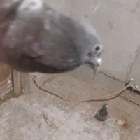 کبوتر|پرنده|شادگان, |دیوار