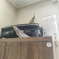 جوجه عروس هلندی نرو ماده